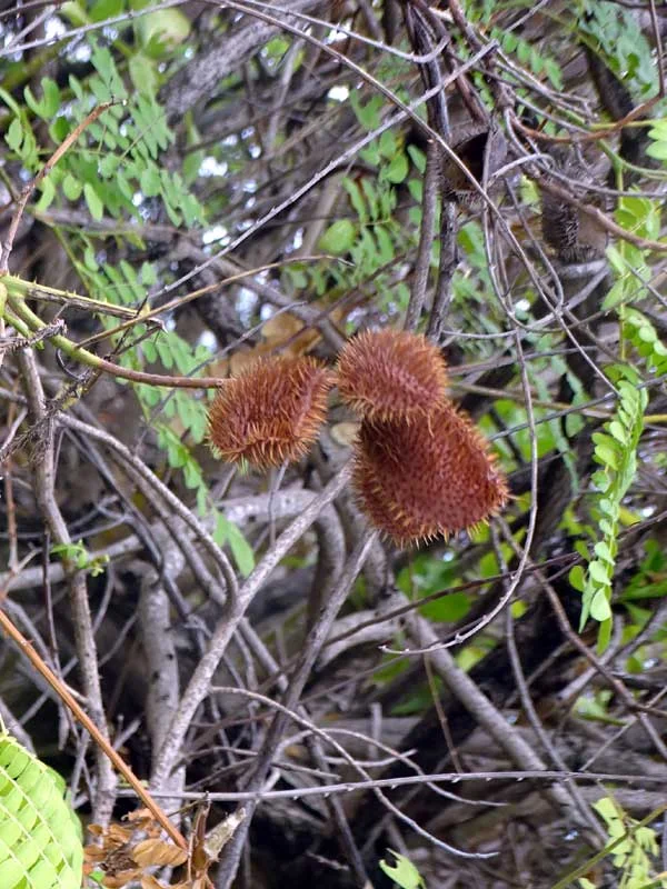 Caesalpinia bonduc