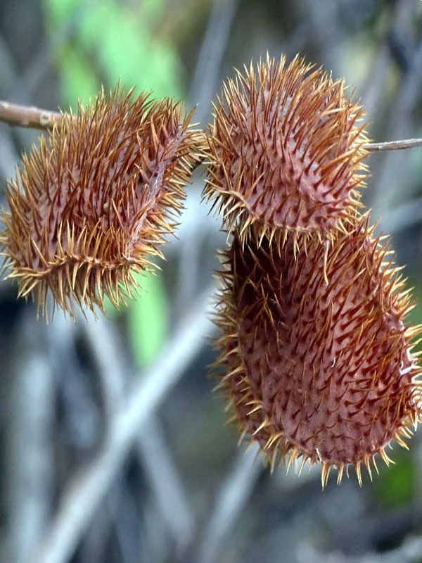 Caesalpinia bonduc