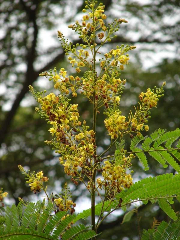 Caesalpinia sappan