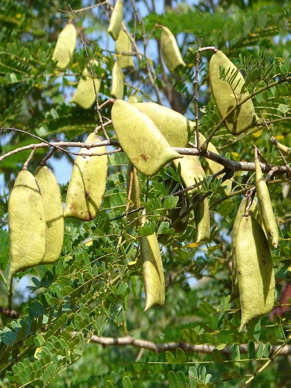 Caesalpinia sappan