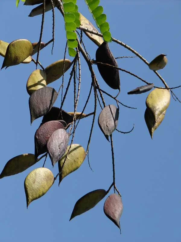 Caesalpinia sappan