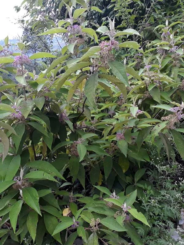 Callicarpa tomentosa