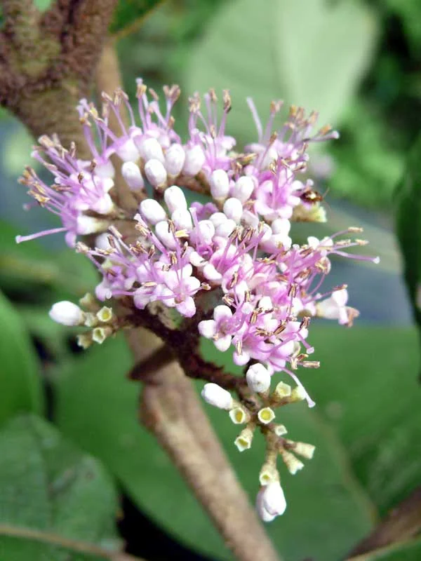 Callicarpa tomentosa