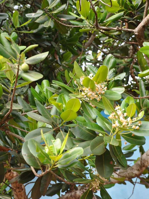 Calophyllum inophyllum