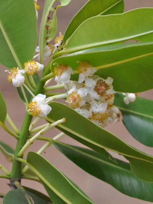 Calophyllum inophyllum