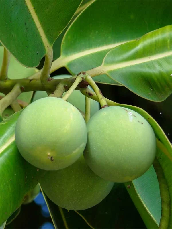 Calophyllum inophyllum