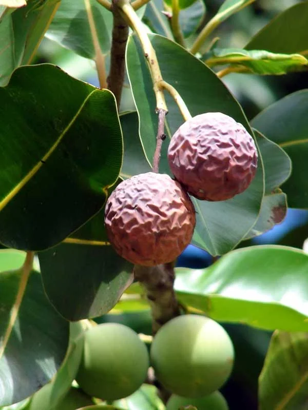 Calophyllum inophyllum