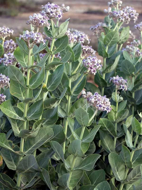 Calotropis gigantea