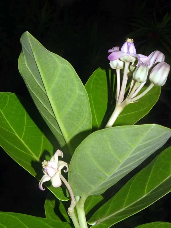 Calotropis gigantea