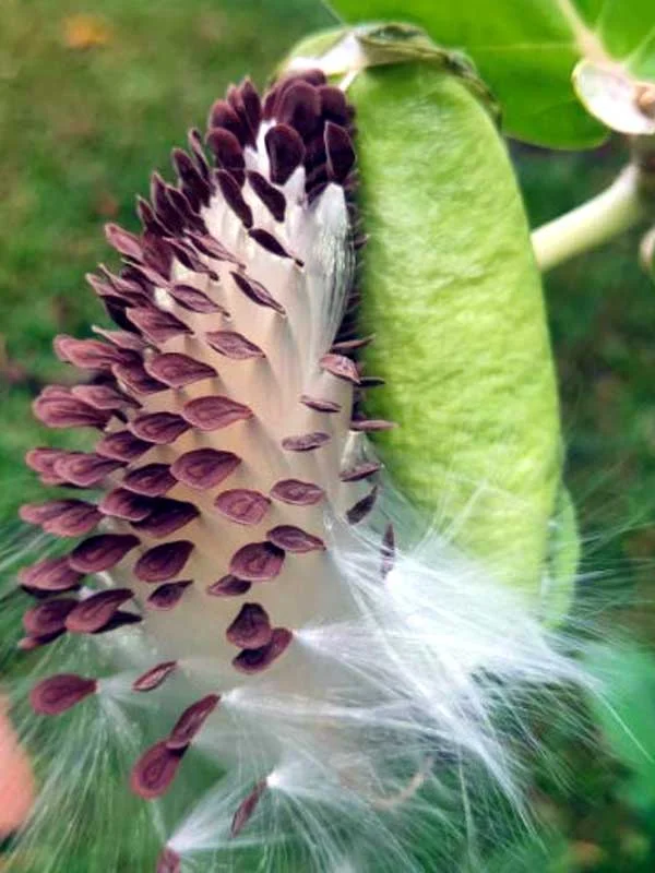 Calotropis gigantea