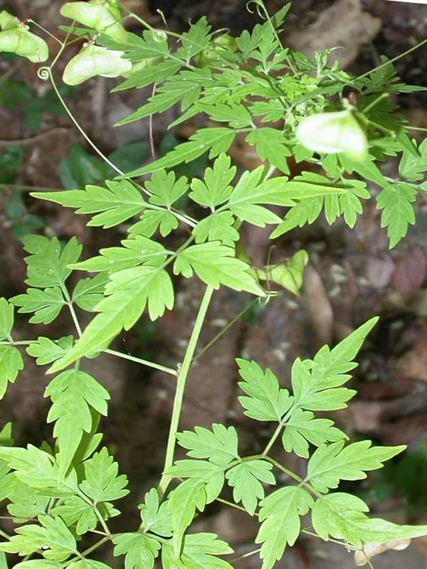 Cardiospermum halicacabum