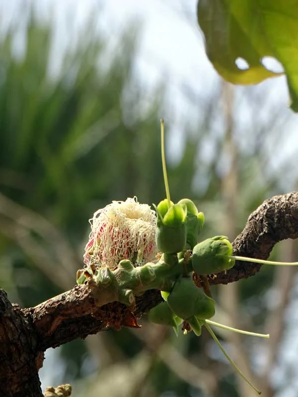 Careya arborea 