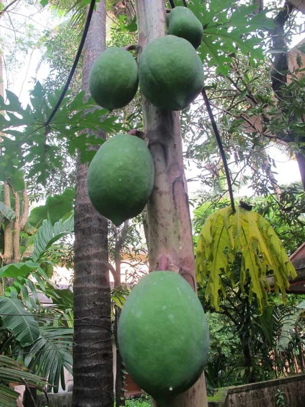 Carica papaya