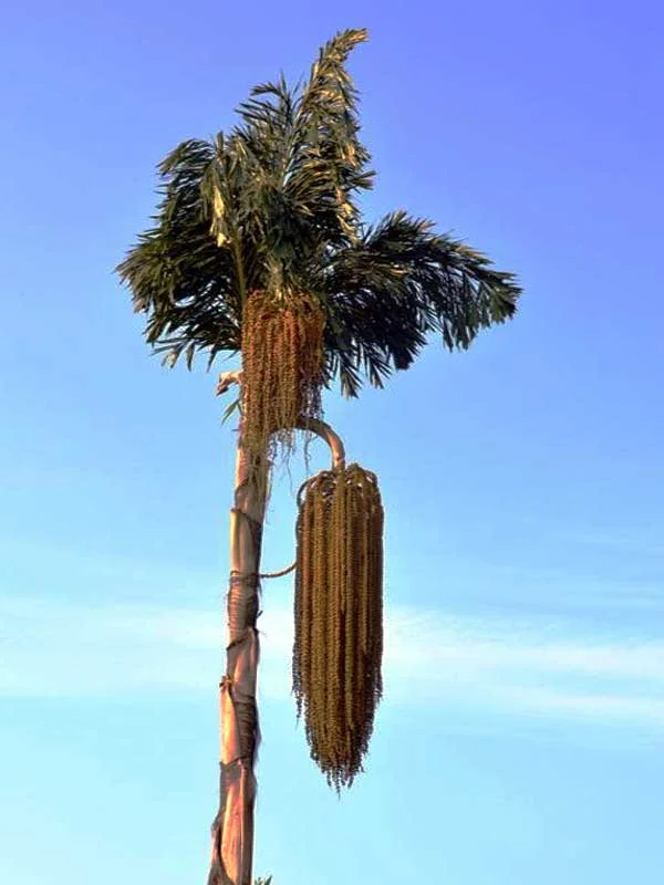 Caryota urens