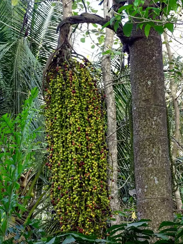 Caryota urens