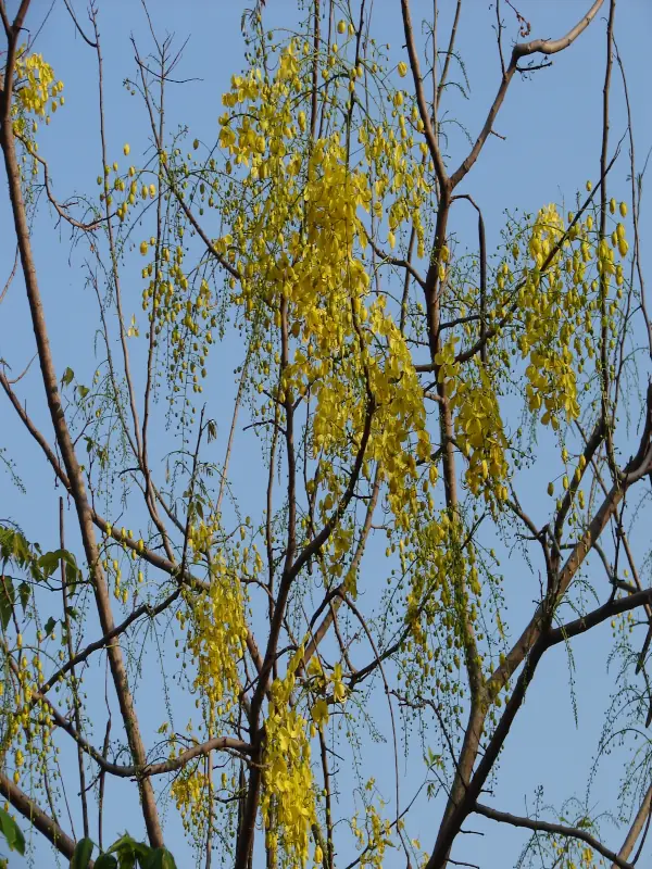 Cassia fistula