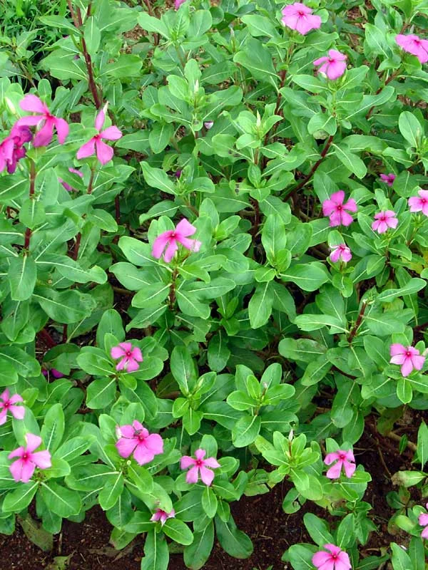 Catharanthus roseus