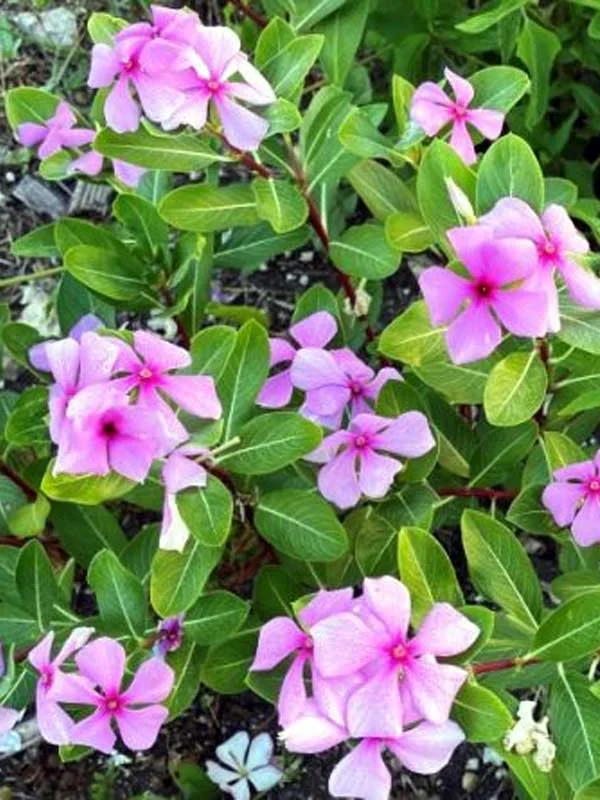 Catharanthus roseus