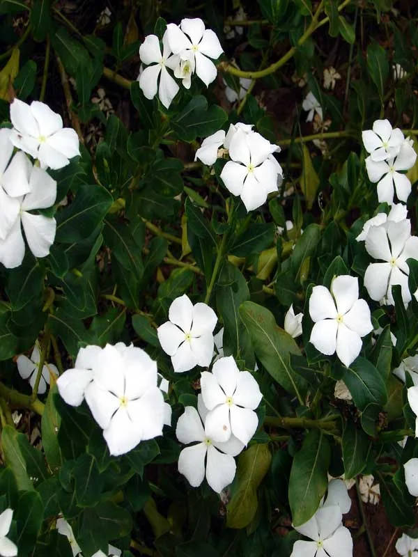 Catharanthus roseus