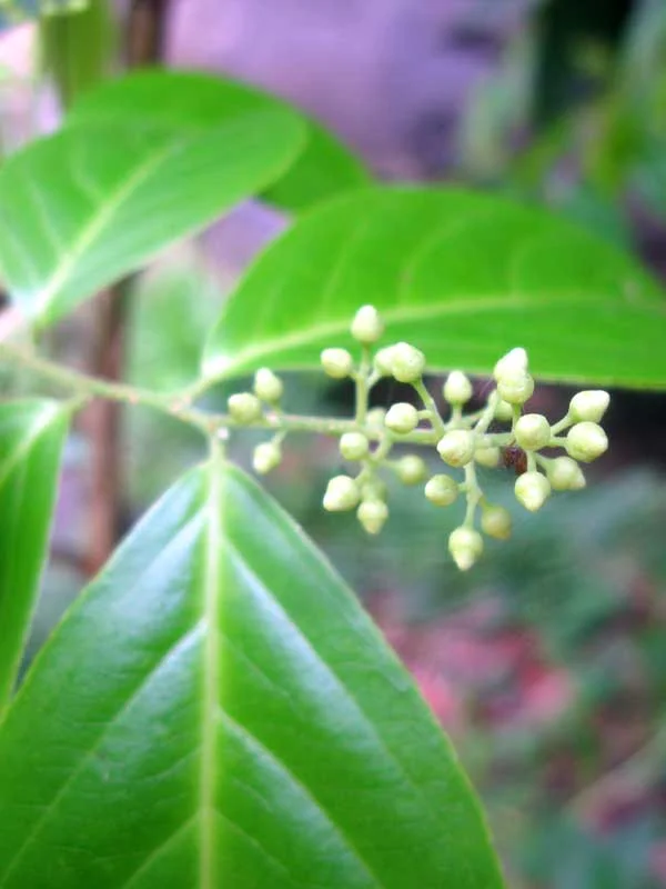 Celastrus paniculatus