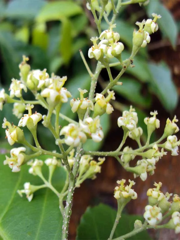 Celastrus paniculatus