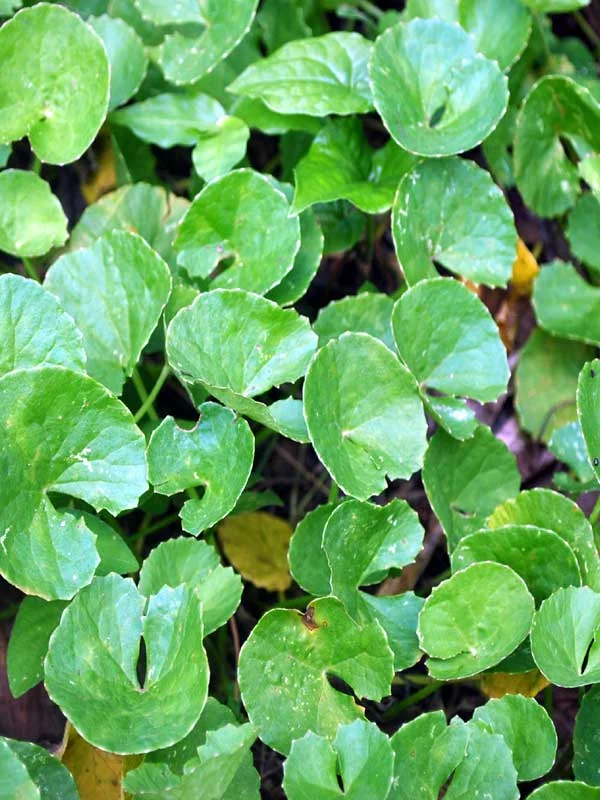 Centella asiatica