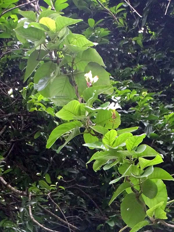 Chonemorpha fragrans