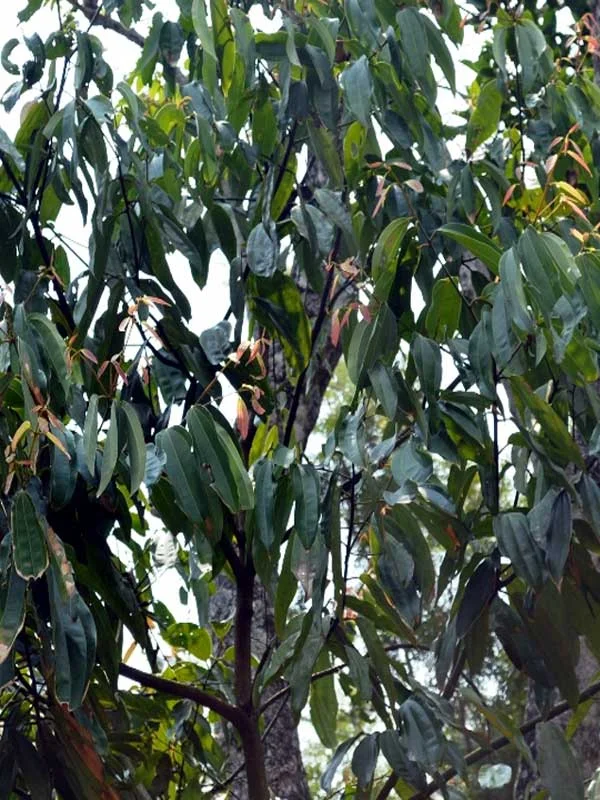 Cinnamomum malabatrum