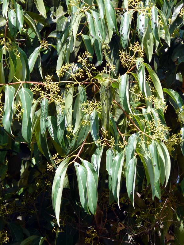 Cinnamomum malabatrum