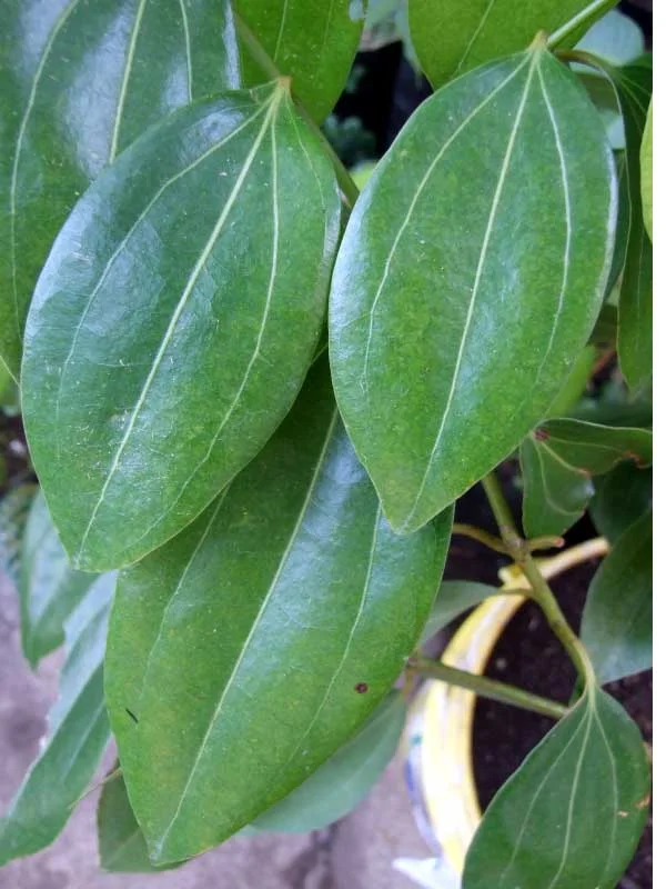 Cinnamomum verum