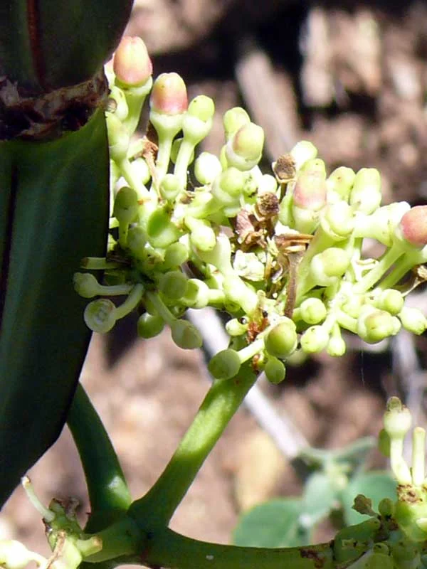 Cissus quadrangularis