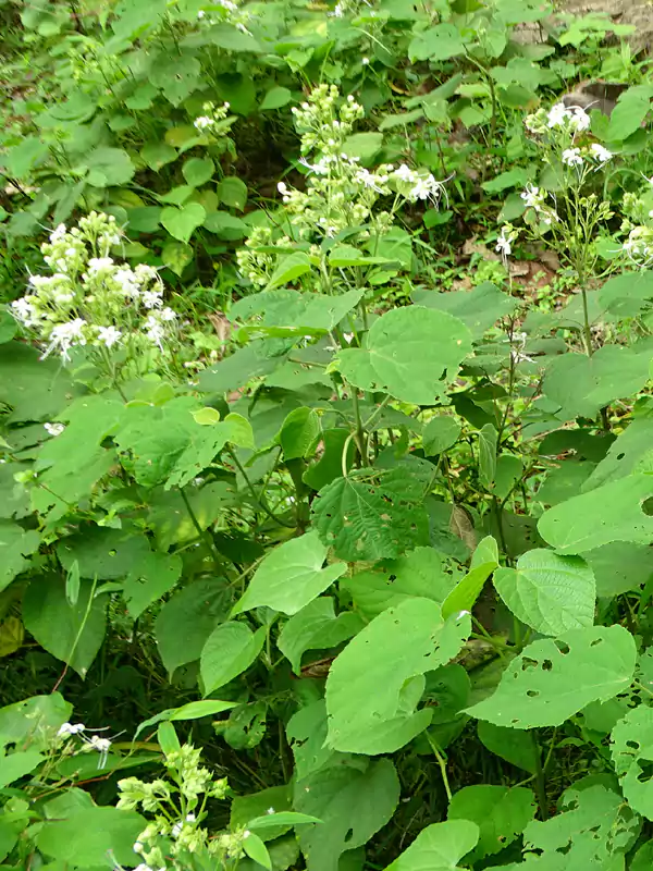 Clerodendrum infortunatum