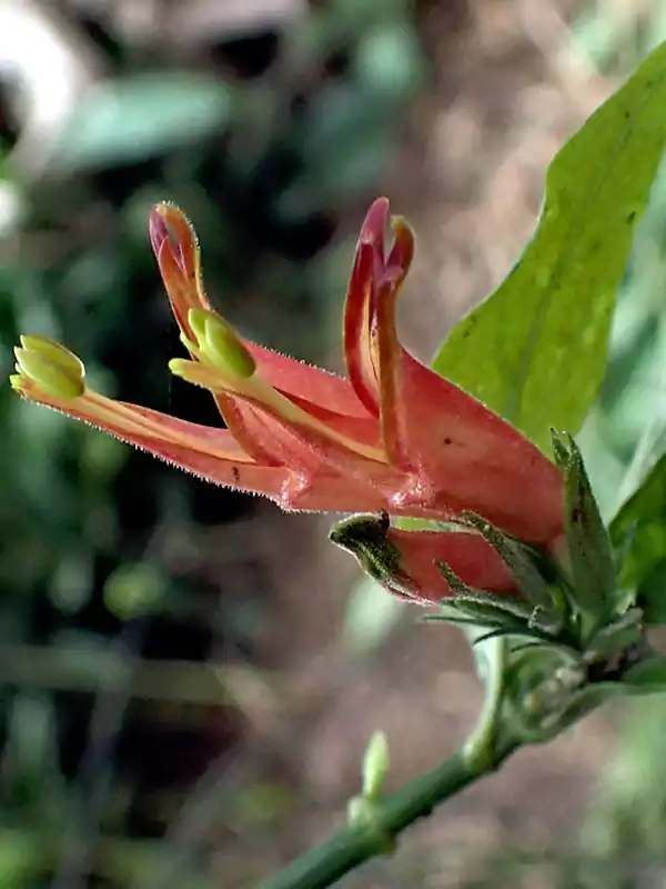 Clinacanthus nutans