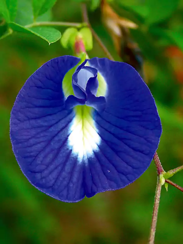 Clitoria ternatea