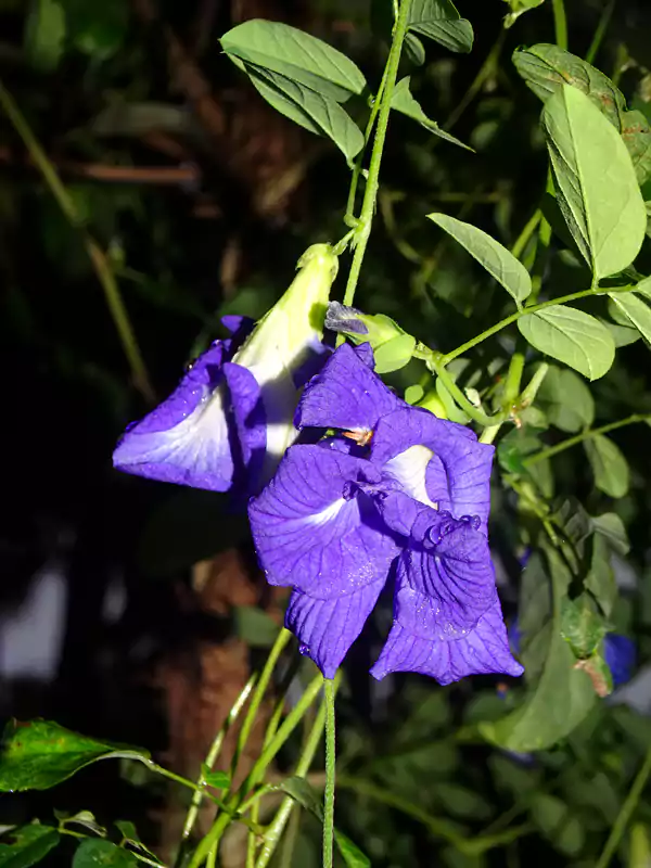 Clitoria ternatea