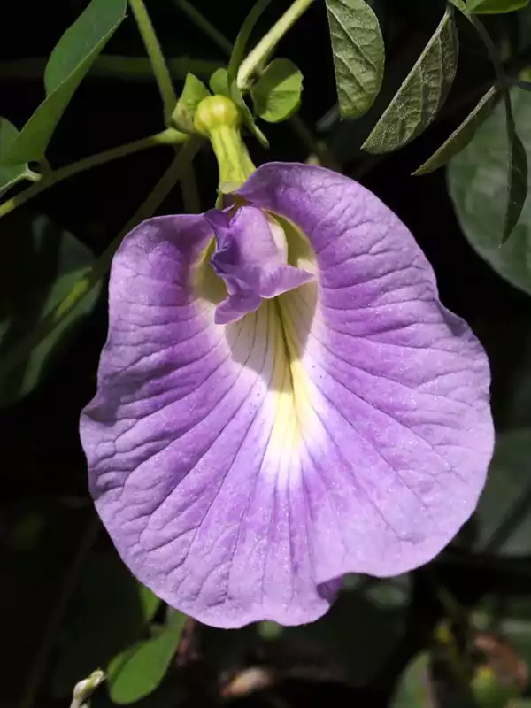 Clitoria ternatea