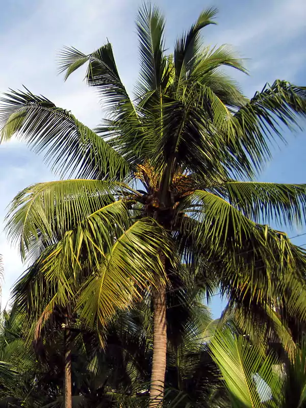 Cocos nucifera