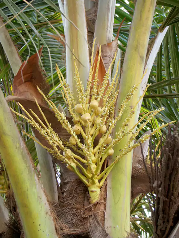 Cocos nucifera