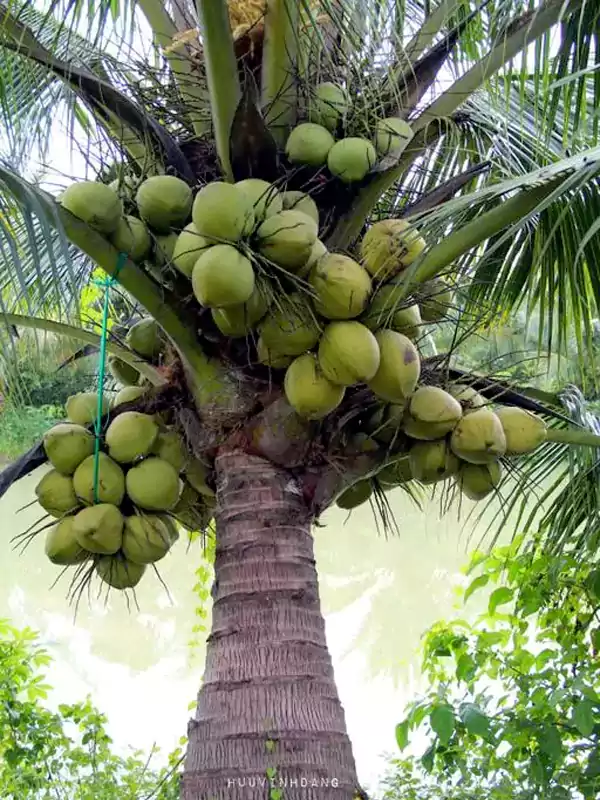 Cocos nucifera