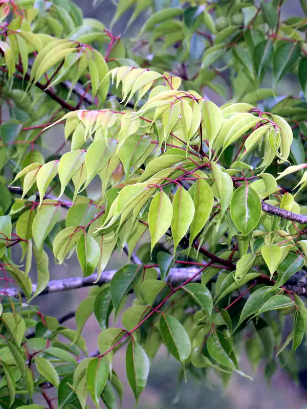 Commiphora caudata