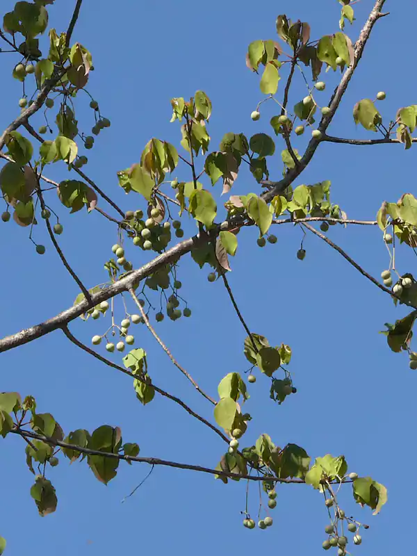 Commiphora caudata