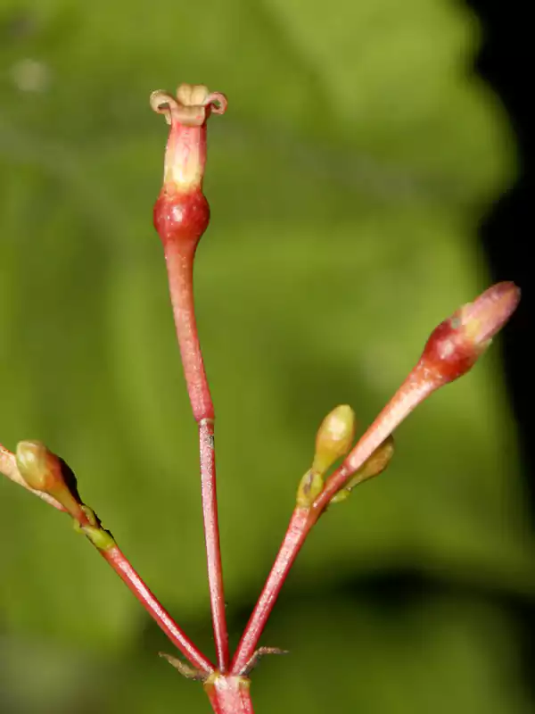 Commiphora caudata