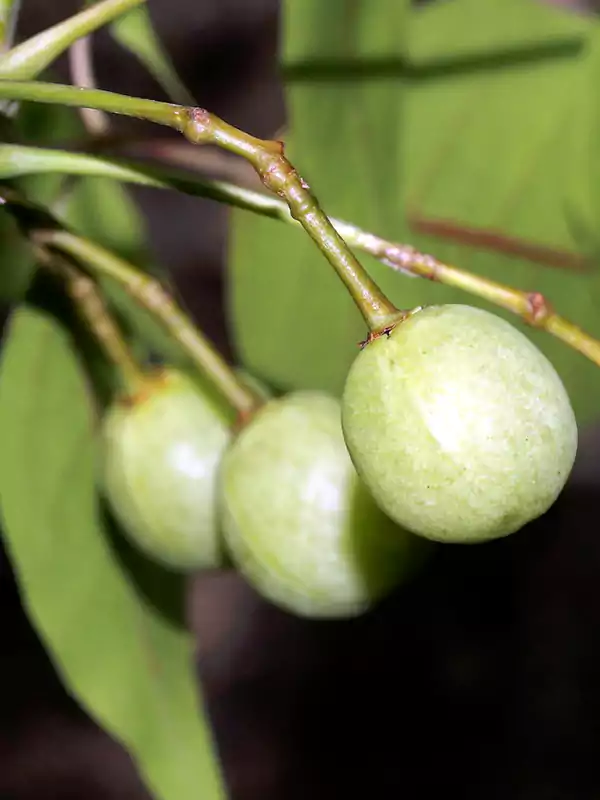 Commiphora caudata