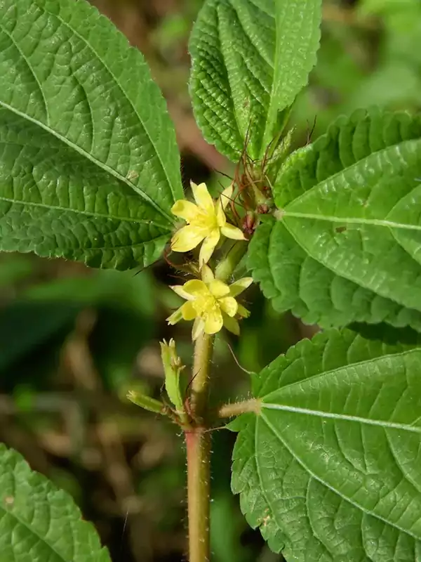 Corchorus aestuans