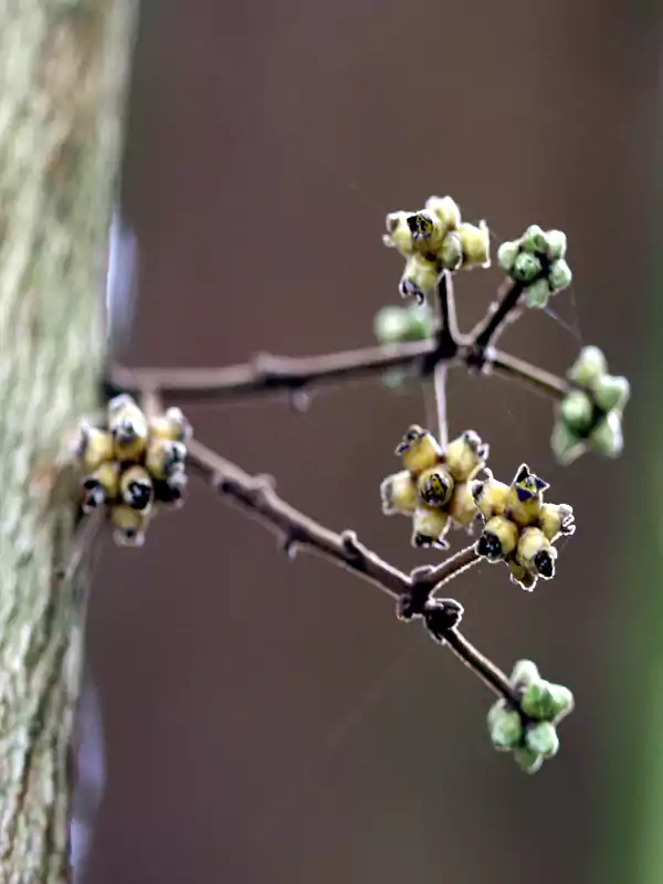 Coscinium fenestratum