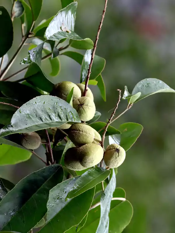 Croton persimilis