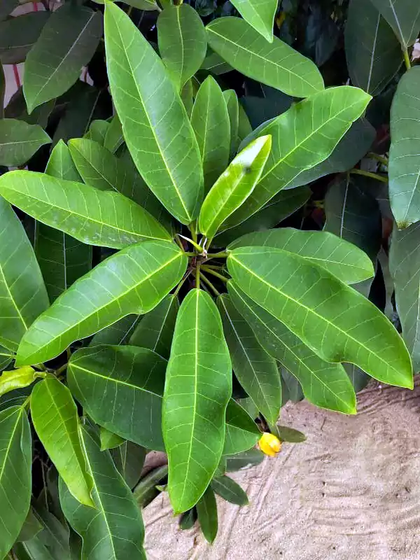 Croton persimilis