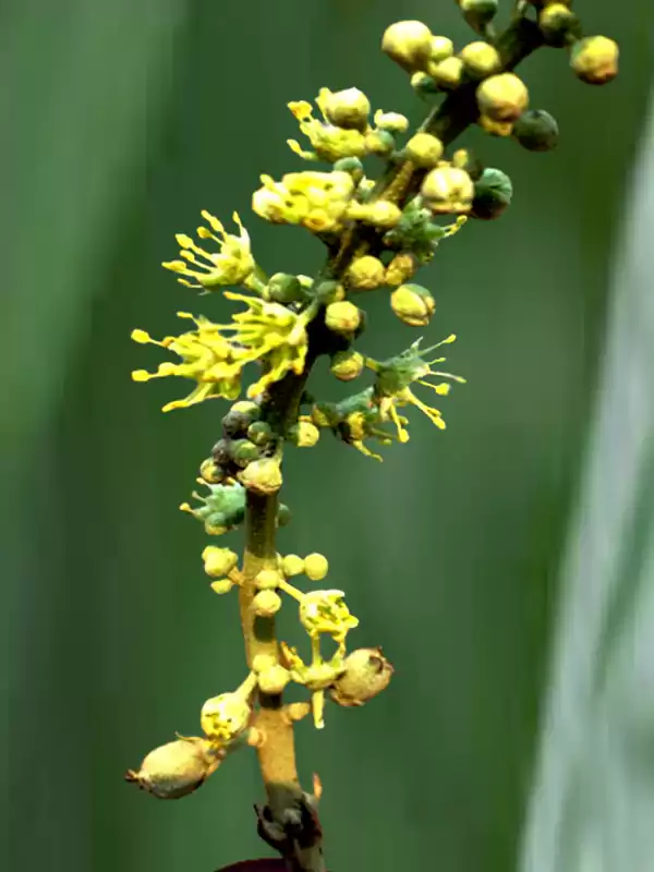 Croton persimilis