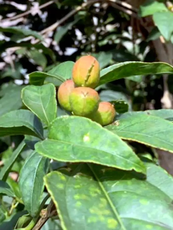 Croton tiglium