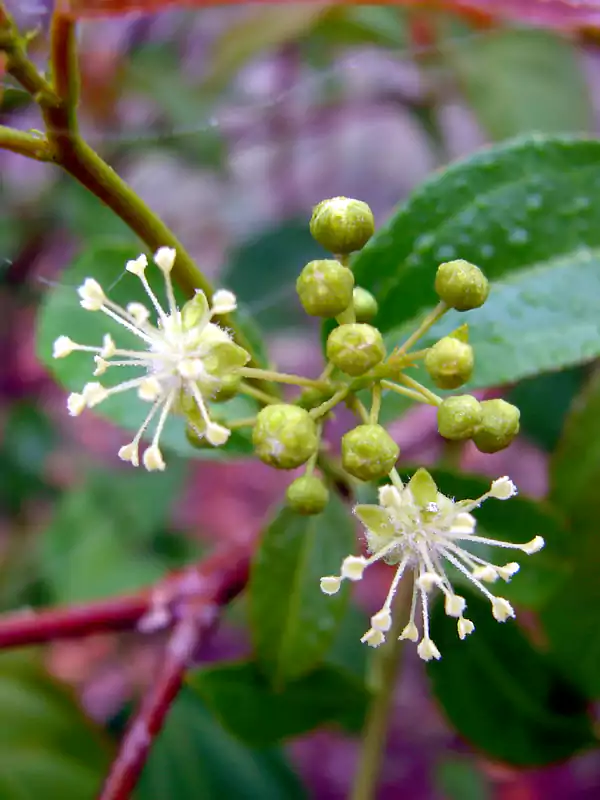 Croton tiglium